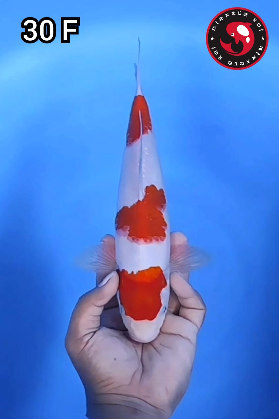 KOHAKU 3 STEP ORIGINAL 30cm
