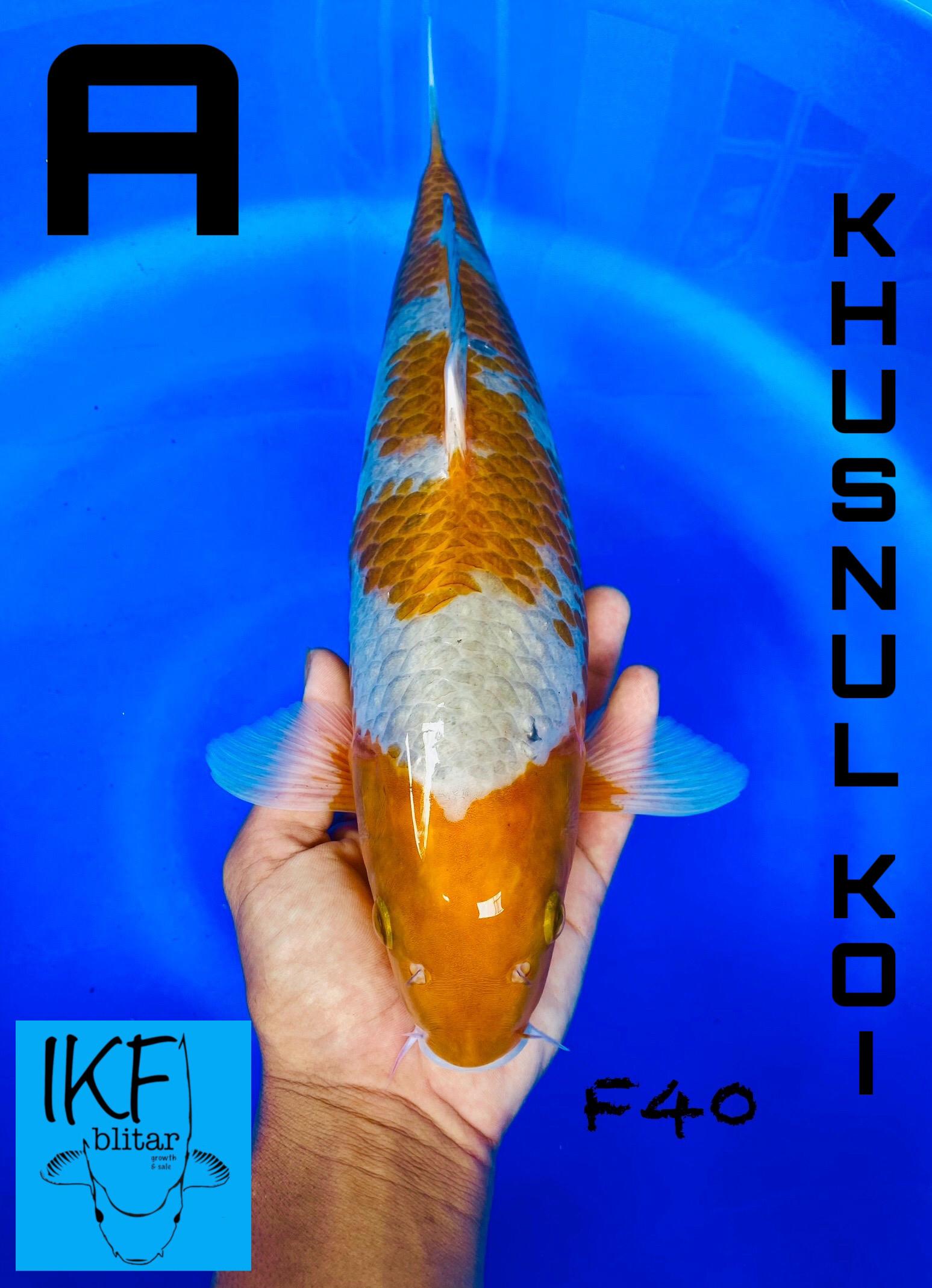 SABIKOYO INAZUMA BREEDER KHUSNUL 40cm