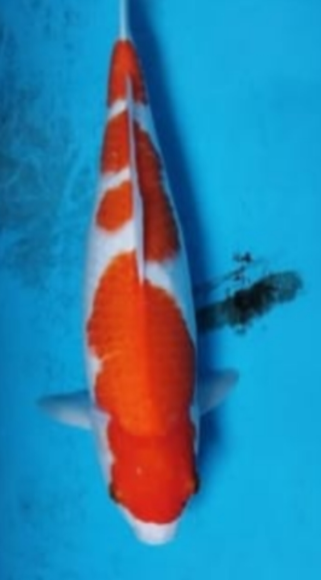 KOHAKU ISTIMEWA JUMBO BODY JOS LOKASI IKAN DEPOK 45cm