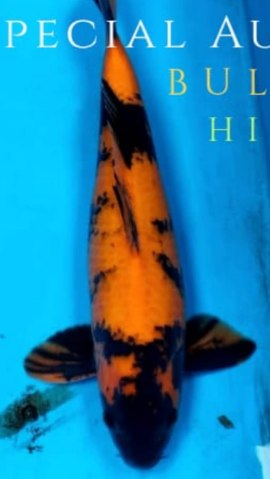 HIUTSURI IMPORT NON CERTY JUMBO ISTIMEWA LOKASI DEPOK 50cm