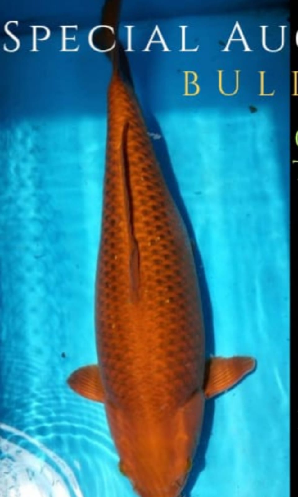 CAGOI TEMBAGA JUMBOBULDOZER LOKASI DEPOK 60cm