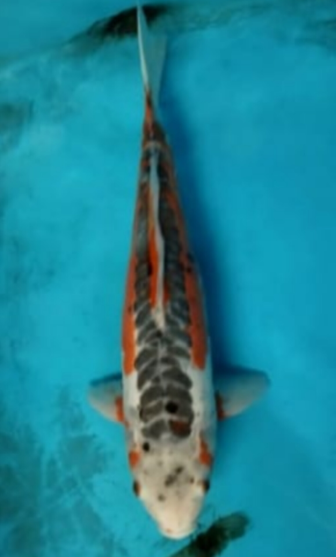 HANA TSUSUI JUMBO ISTIMEWA LOKASI DEPOK 45cm