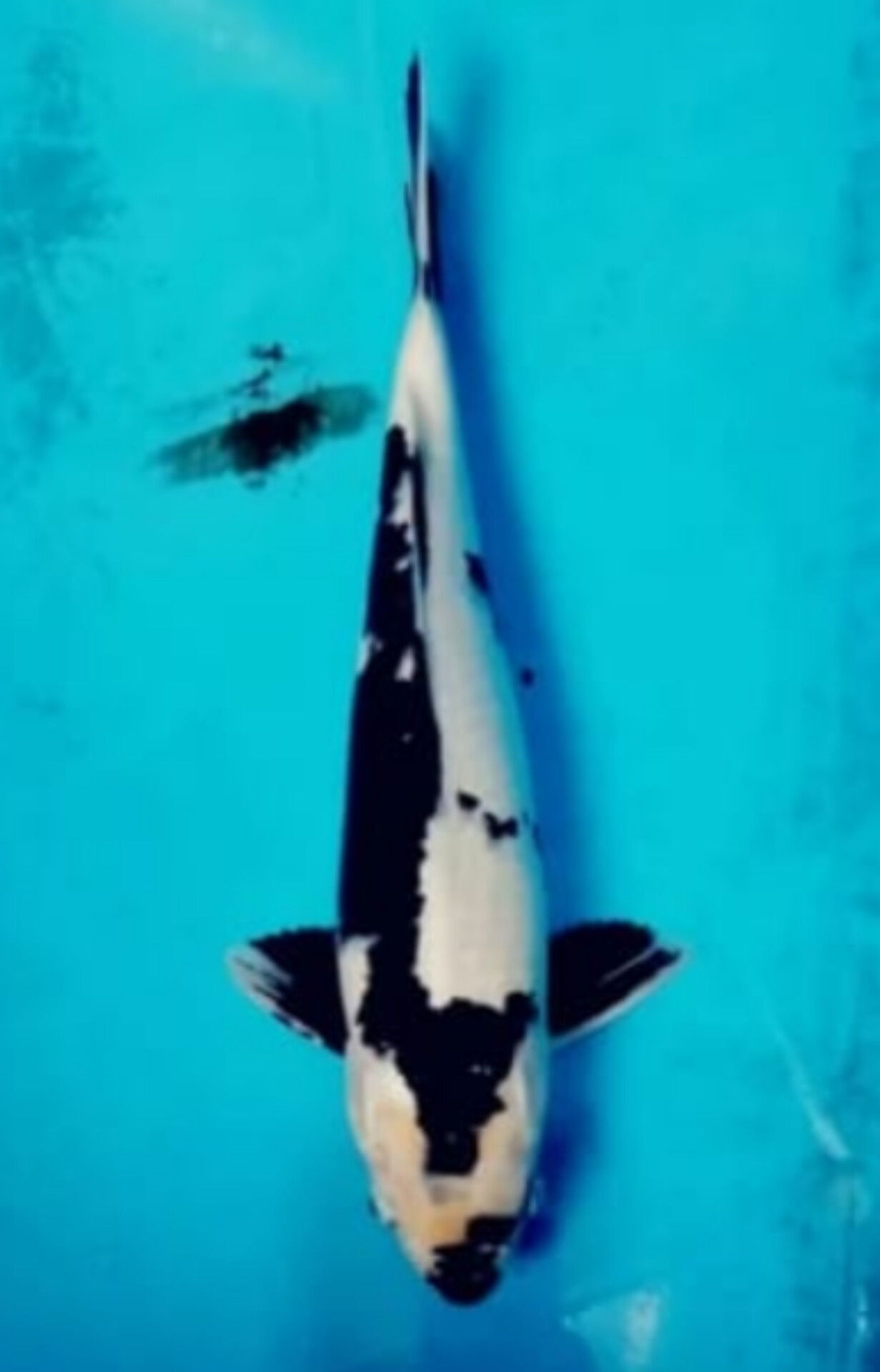 SHIRO UTSURI POLA ANTIK ISTIMEWA JUMBO LOKASI DEPOK 47cm