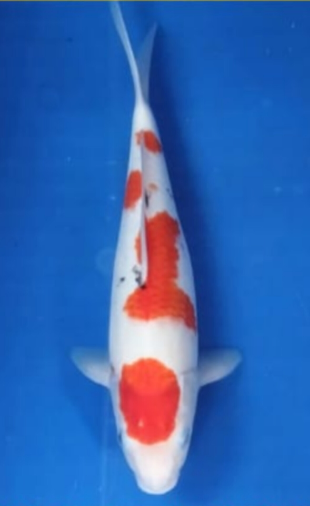 MARUTEN SHANKE TATEGOI CALON ISTIMEWA LOKASI IKAN DEPOK 35cm