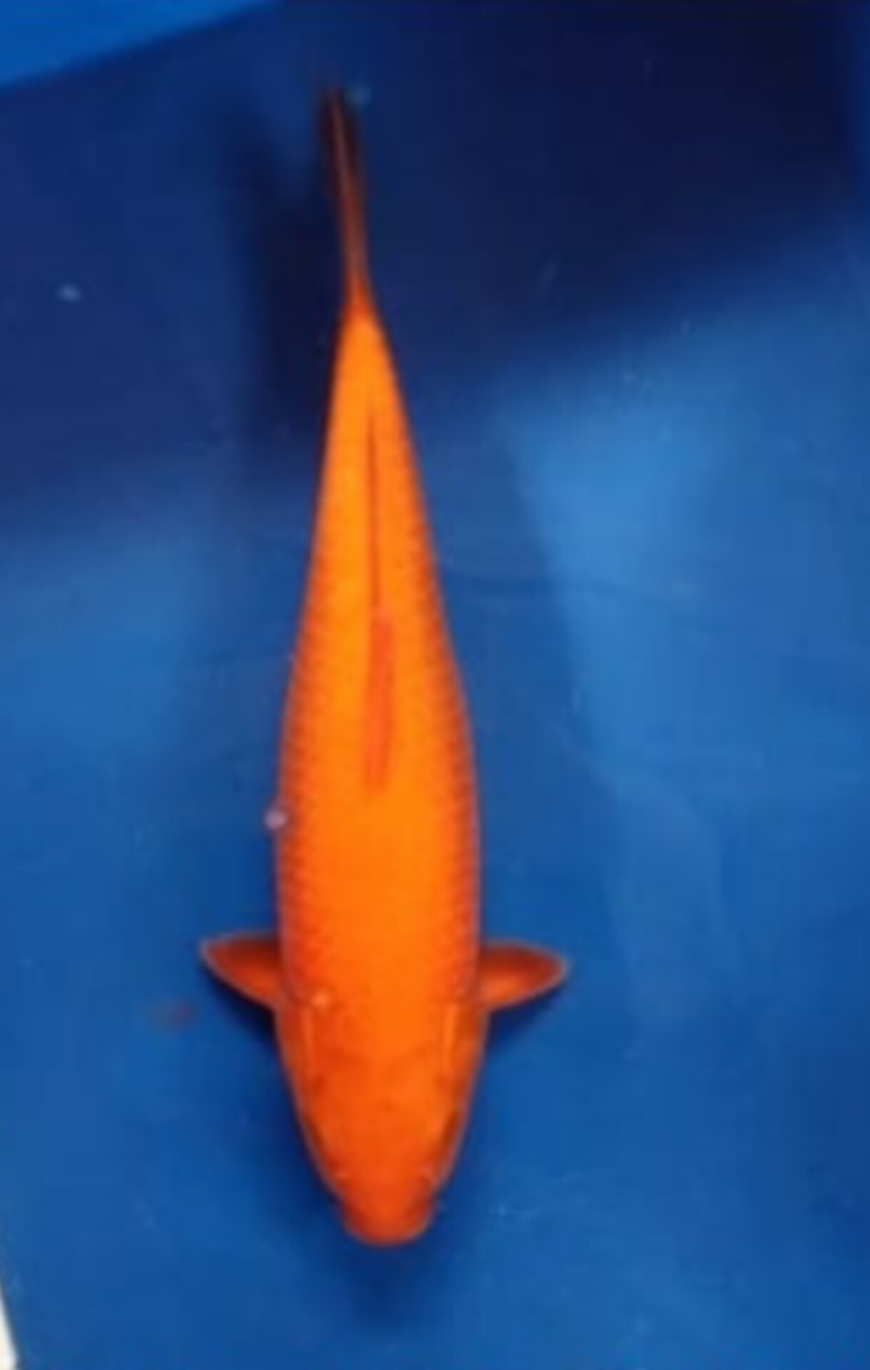 RED KARASYI ISTIMEWA TEMBUS JOS 37cm