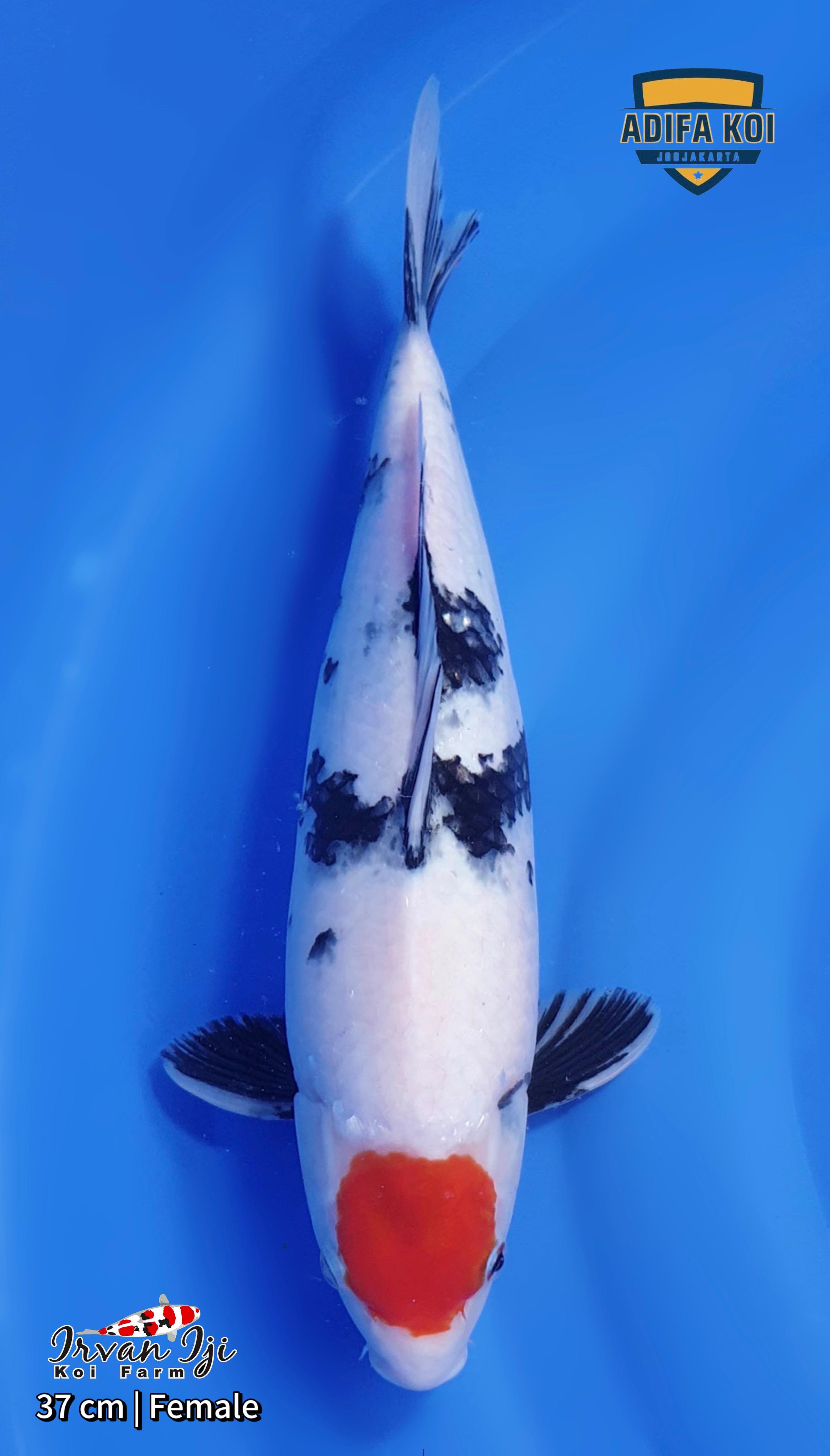 TANCHO SHOWA 37cm