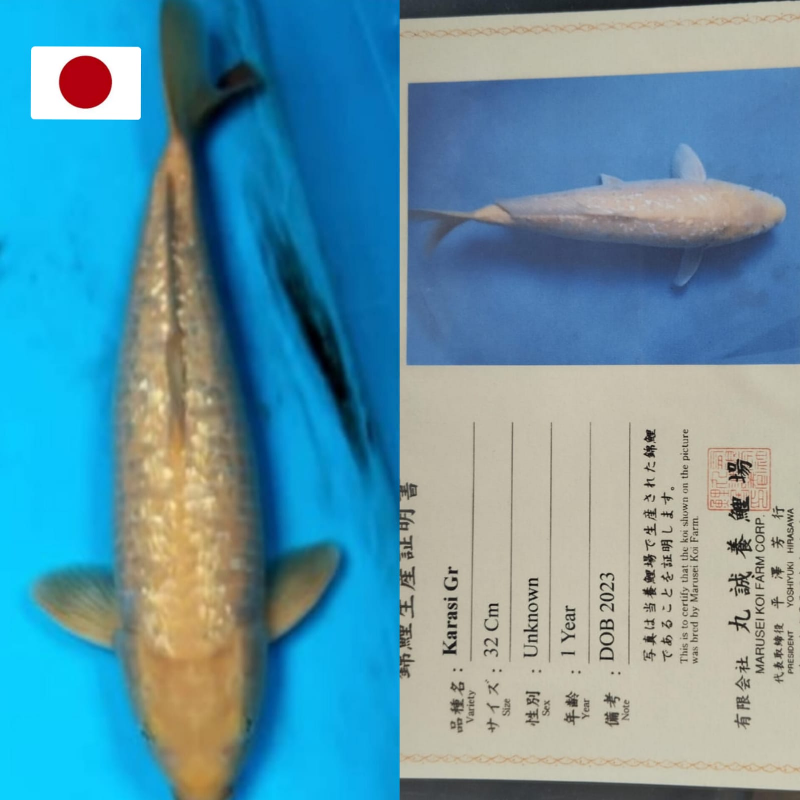 SUPER KARASYI GINRIN IMPORT CERTIFIKAT MARUSEI JAPAN JUMBOBULDOZER LOKASI DEPOK 50cm