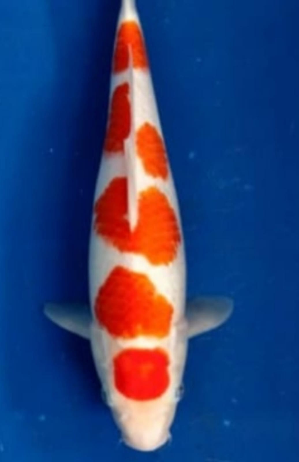 KOHAKU 5 STEP READY SHOW SQ ISTIMEWA LOKASI DEPOK 37cm