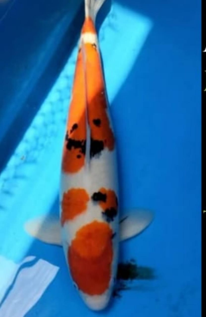 SHANKE JANTAN ORIGINAL JUMBO ISTIMEWA LOKASI DEPOK 50cm