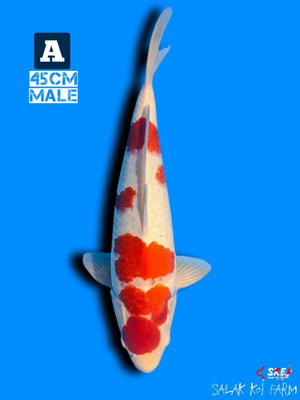 KOHAKU STRONG 45cm