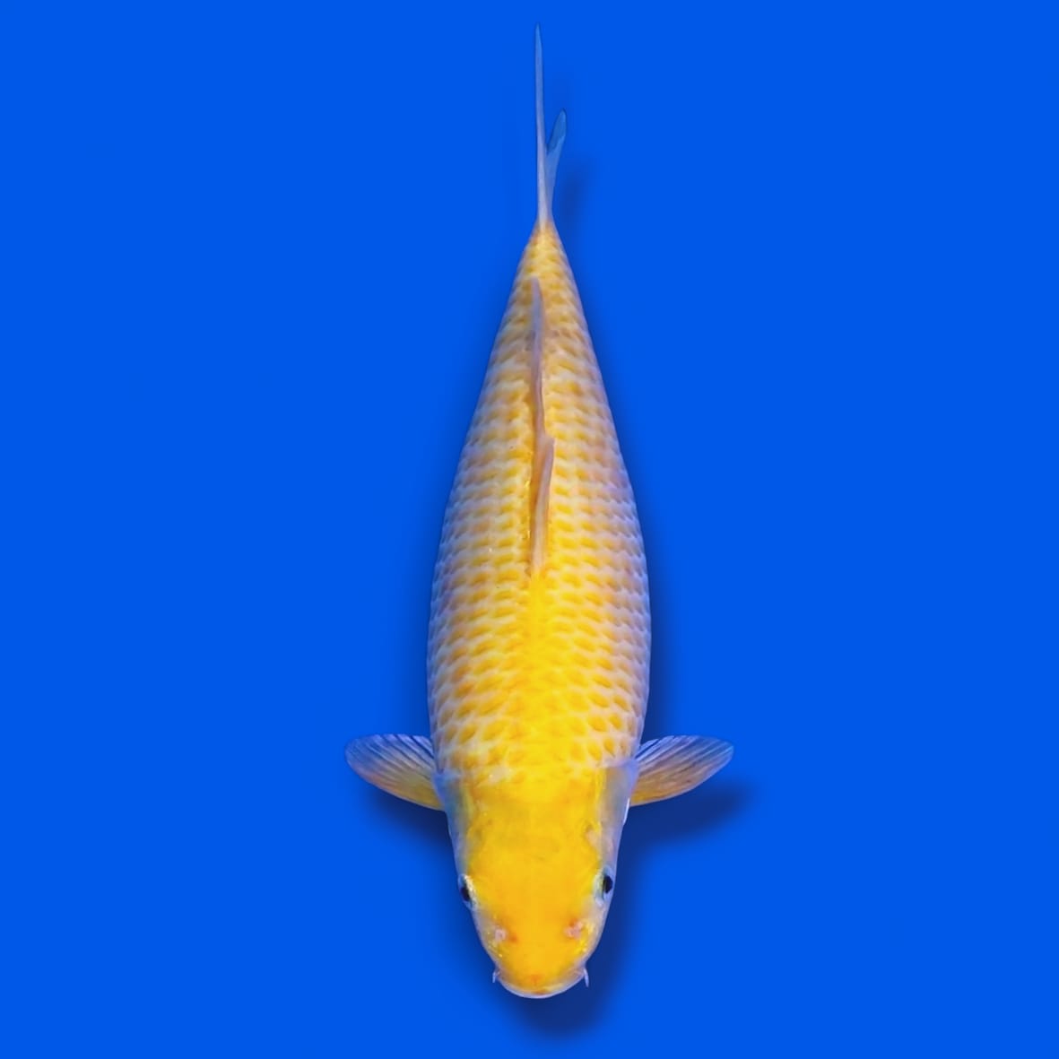 KARASI LEMON 35cm