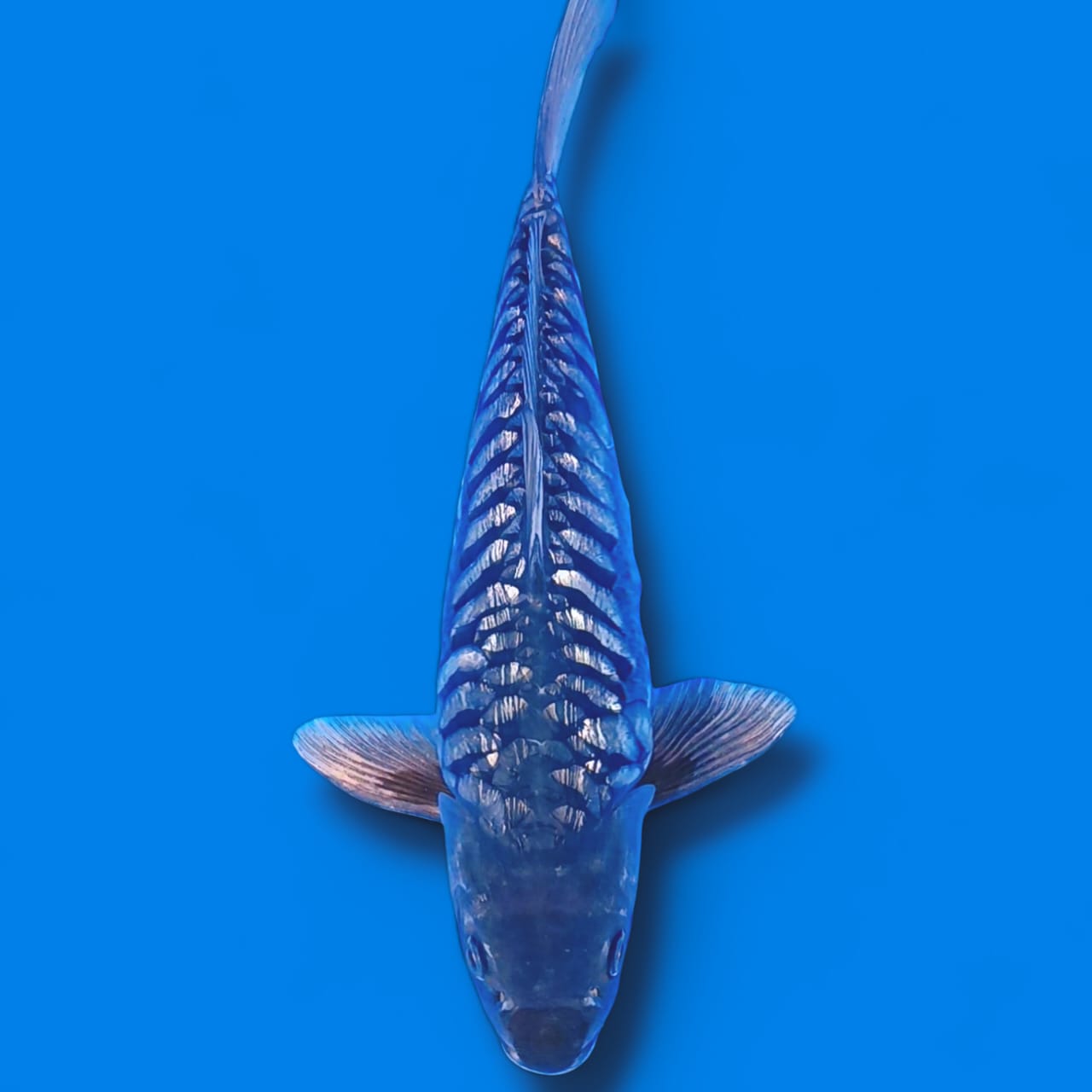 ARAGOKE GINRIN 45cm