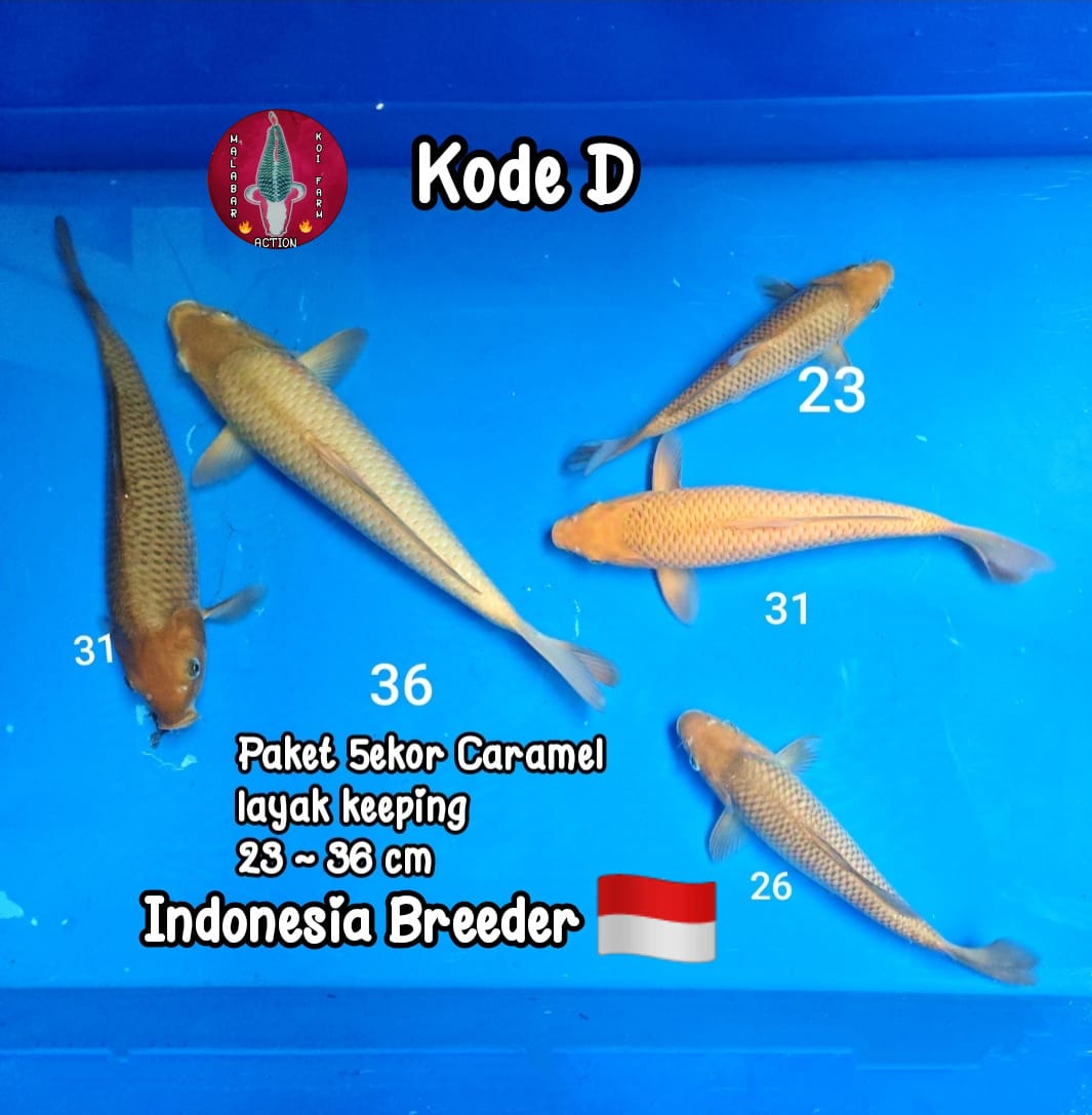 PAKET LAYAK KEEPING KARAMEL BREED LOKAL BREEDER 2336cm