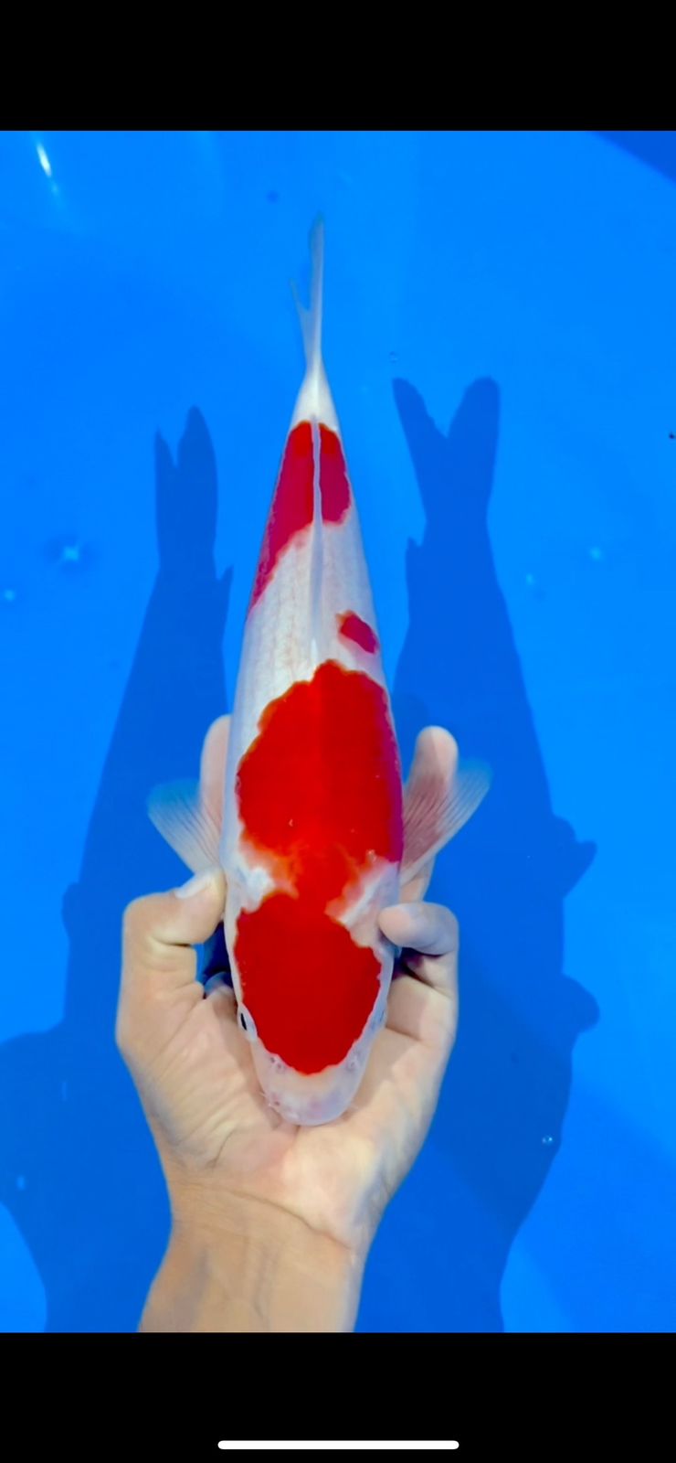 KOHAKU 36cm