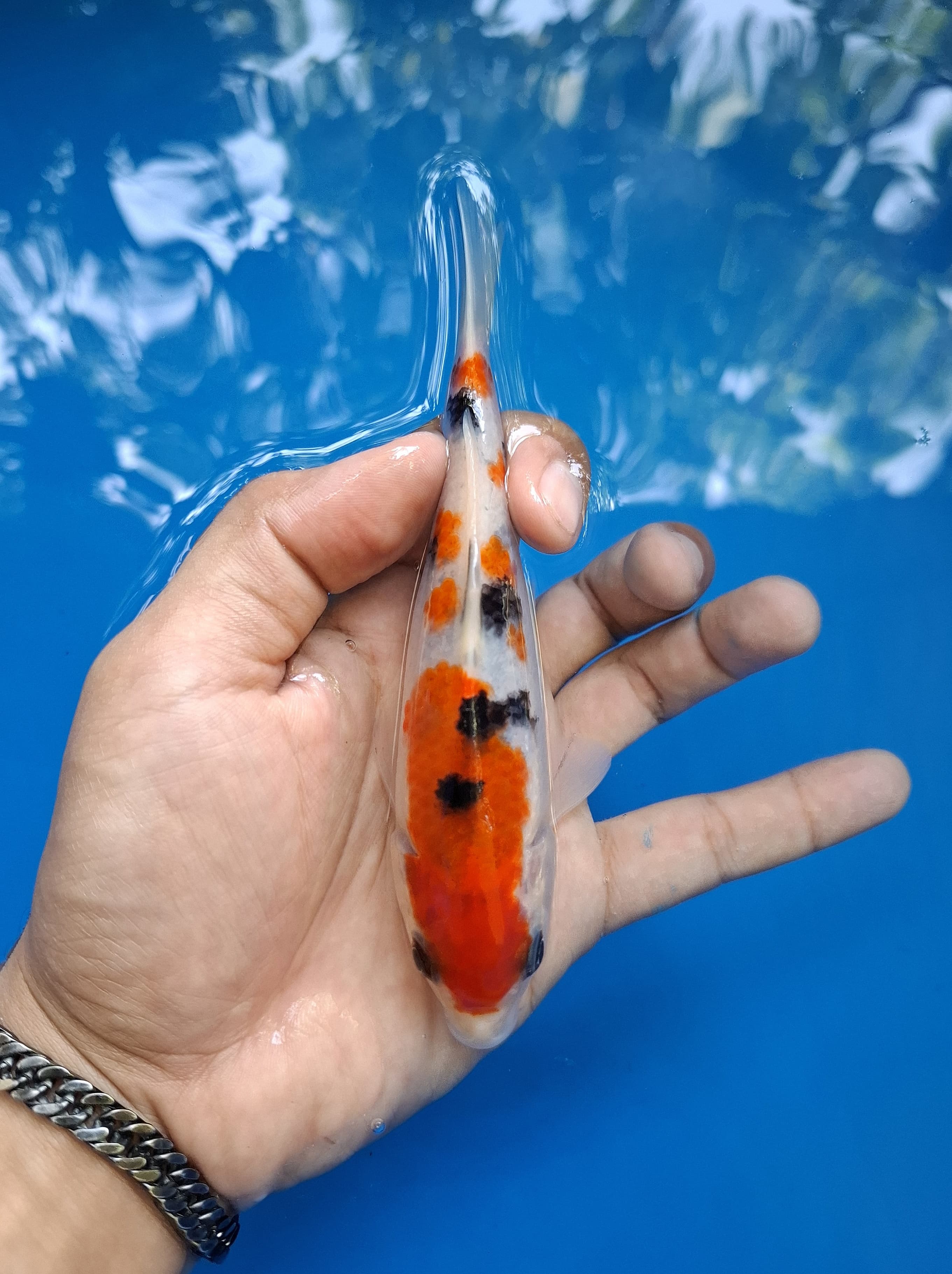 Lelang Koi Online, Jual Beli Ikan Koi, Pusat Jual Beli Koi, Info Lelang Koi Hari Ini, Platform Jual Beli Koi, Jual Beli Ikan Koi Online, Marketplace Ikan Koi, Jual Koi Terbaik, Tempat Beli Koi Berkualitas, Pasar Ikan Koi Online Terpercaya, Penjual Ikan Koi Terpercaya, Beli Koi Hias Online, Ikan Koi untuk Dijual, Koi Kualitas Terbaik, Toko Online Ikan Koi, Koi Hias Untuk Dijual, Jual Beli Ikan Koi Lokal, Koi Indonesia Online, Pusat Jual Beli Koi Terbesar