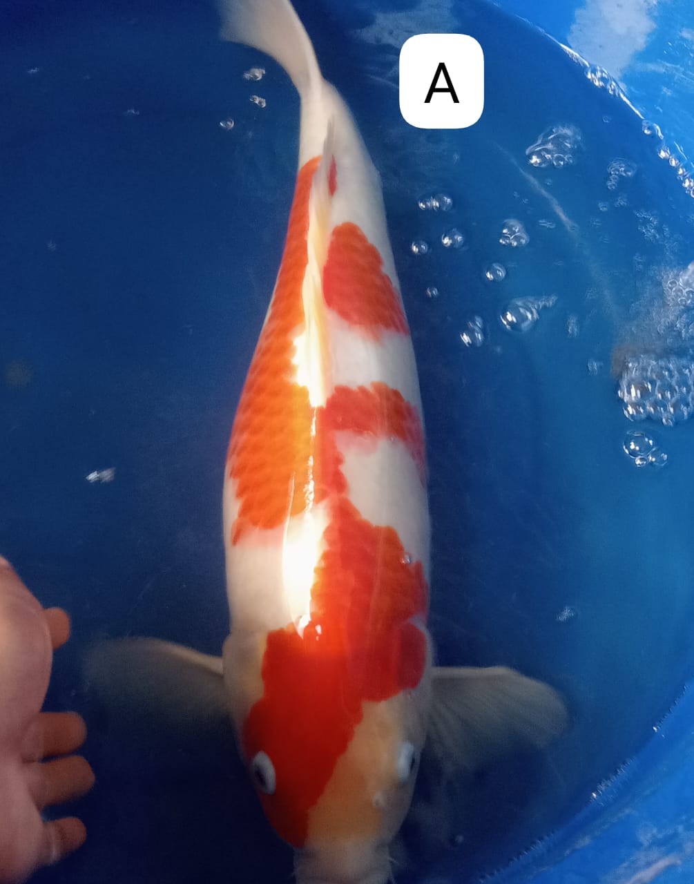 KOHAKU INAZUMA 48cm