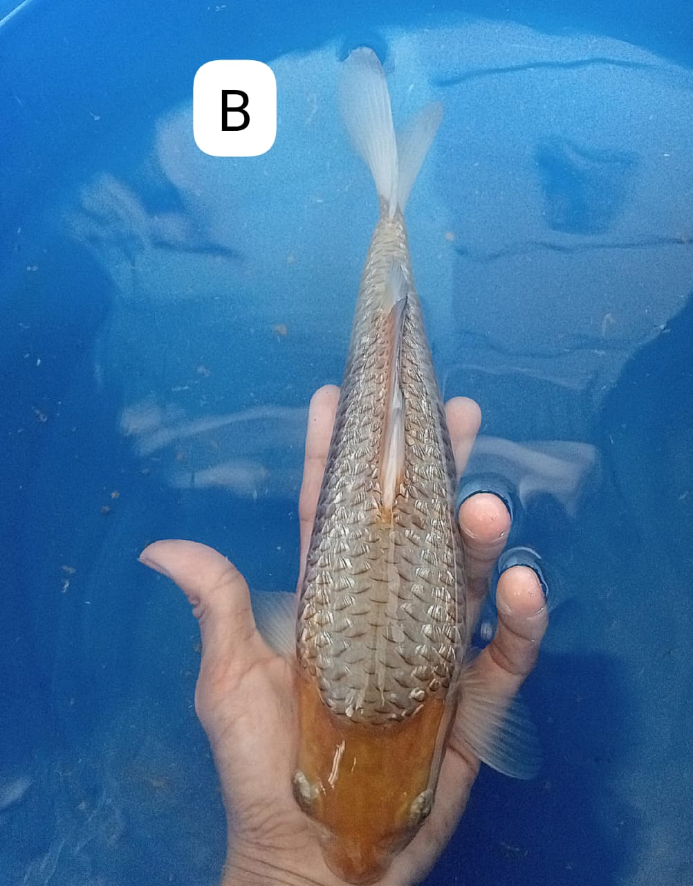 KARAMEL GINDRIN 29cm