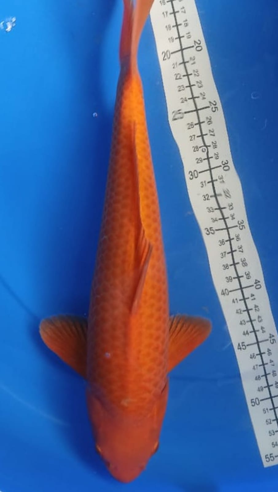 BENIGOI MALE ISTIMEWA LOKASI INDRAMAYU 40cm