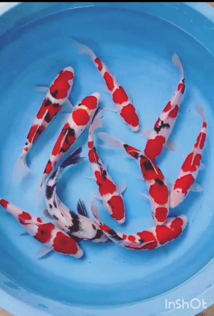 PKT SQ SUPERAN KOHAKU SHANKE 1 EKOR SHIRO TOTAL ADA 10 EKOR LOKASI BOJONEGORO 2428cm