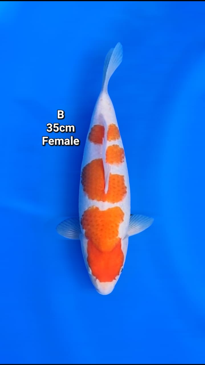 Lelang Koi Online, Jual Beli Ikan Koi, Pusat Jual Beli Koi, Info Lelang Koi Hari Ini, Platform Jual Beli Koi, Jual Beli Ikan Koi Online, Marketplace Ikan Koi, Jual Koi Terbaik, Tempat Beli Koi Berkualitas, Pasar Ikan Koi Online Terpercaya, Penjual Ikan Koi Terpercaya, Beli Koi Hias Online, Ikan Koi untuk Dijual, Koi Kualitas Terbaik, Toko Online Ikan Koi, Koi Hias Untuk Dijual, Jual Beli Ikan Koi Lokal, Koi Indonesia Online, Pusat Jual Beli Koi Terbesar