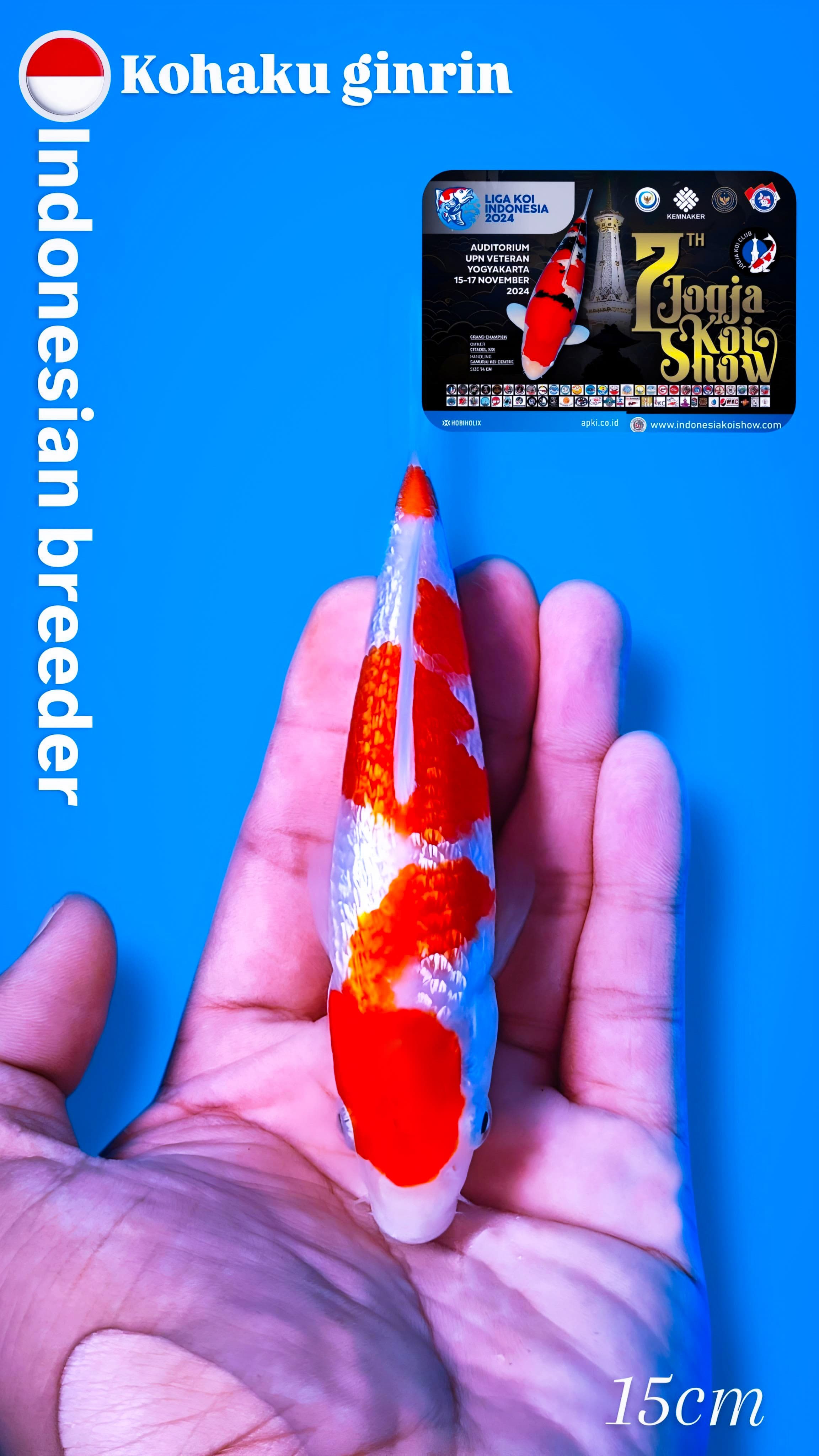 KOHAKU GINRIN 15cm