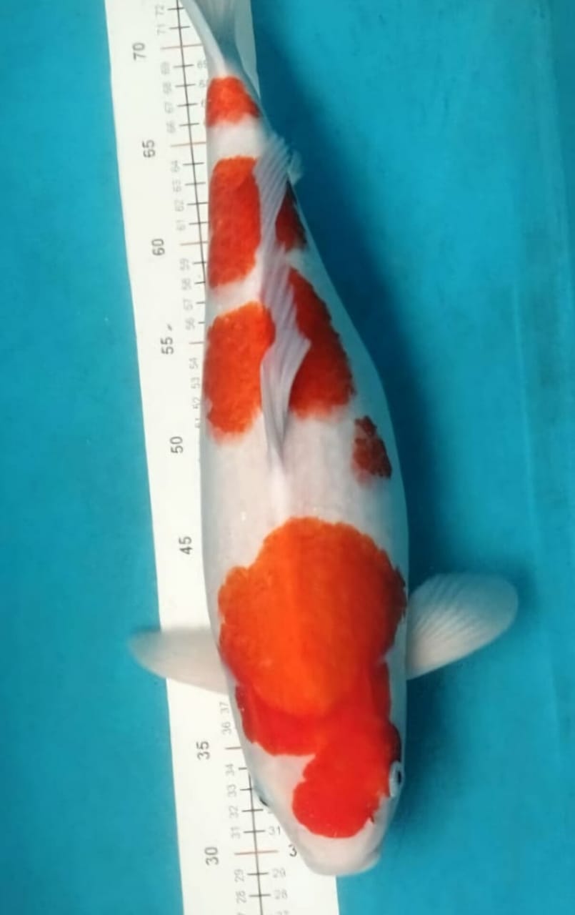 KOHAKU JUMBO ORIGINAL ISTIMEWA LOKASI DEPOK 48cm
