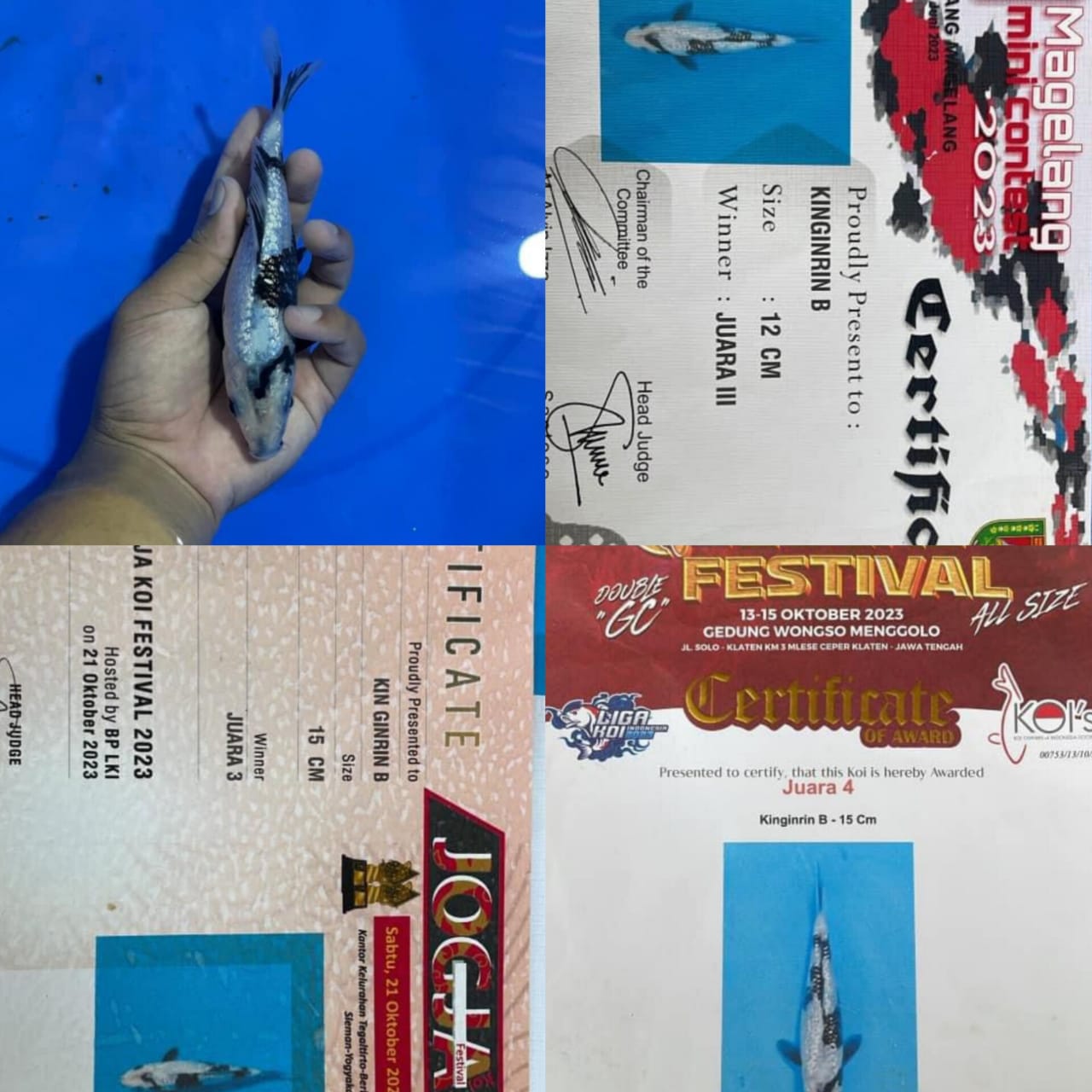 KIGINRIN SHIRO 3 KALI CERTIFIKAT JUARA KONTES ISTIMEWA LOKASI TULUNGAGUNG 18cm