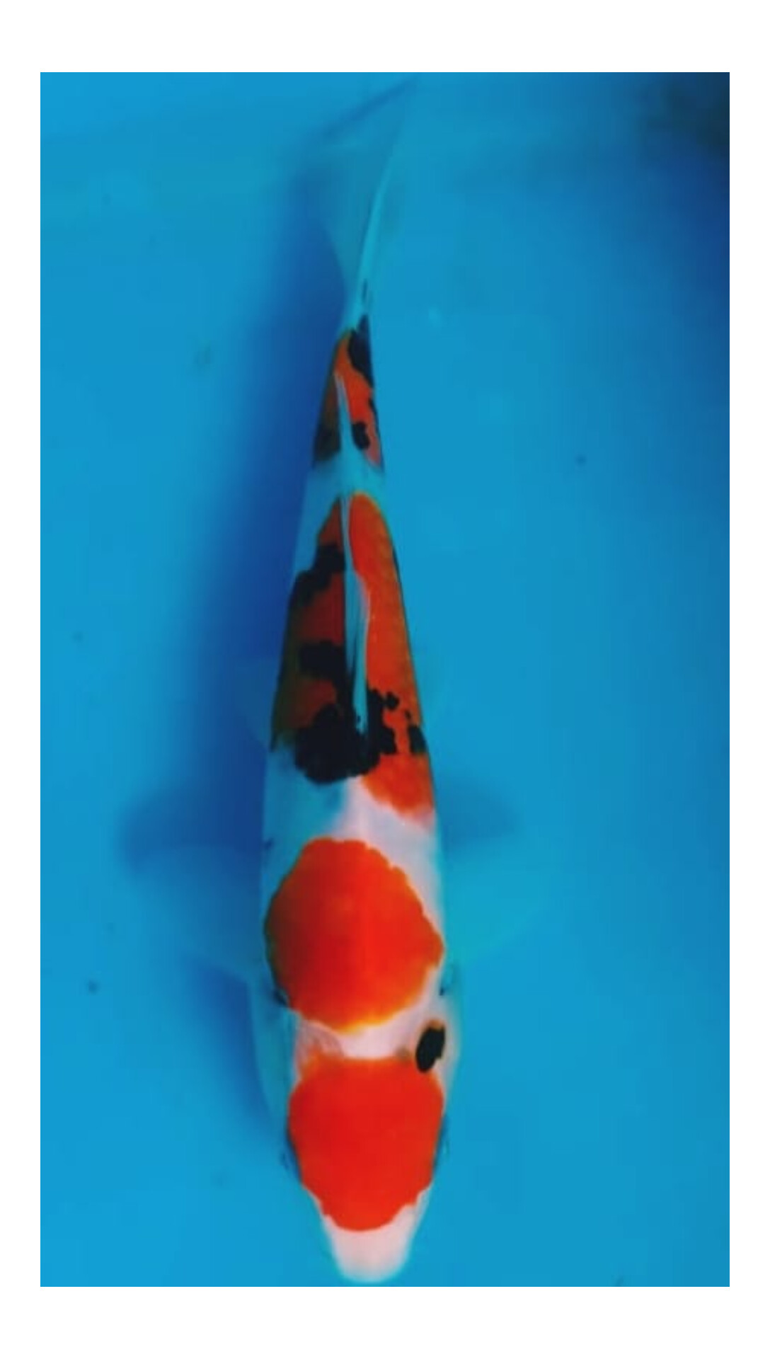 MARUTEN SHANKE ISTIMEWA LOKASI BOJONEGORO 26cm