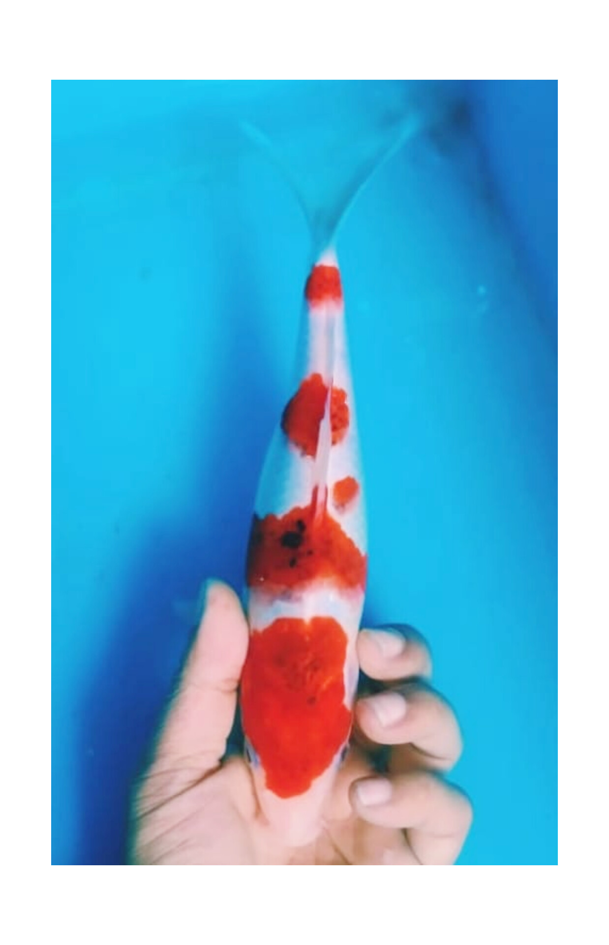 AIGOROMO ORIGINAL ISTIMEWA LOKASI BOJONEGORO 25cm