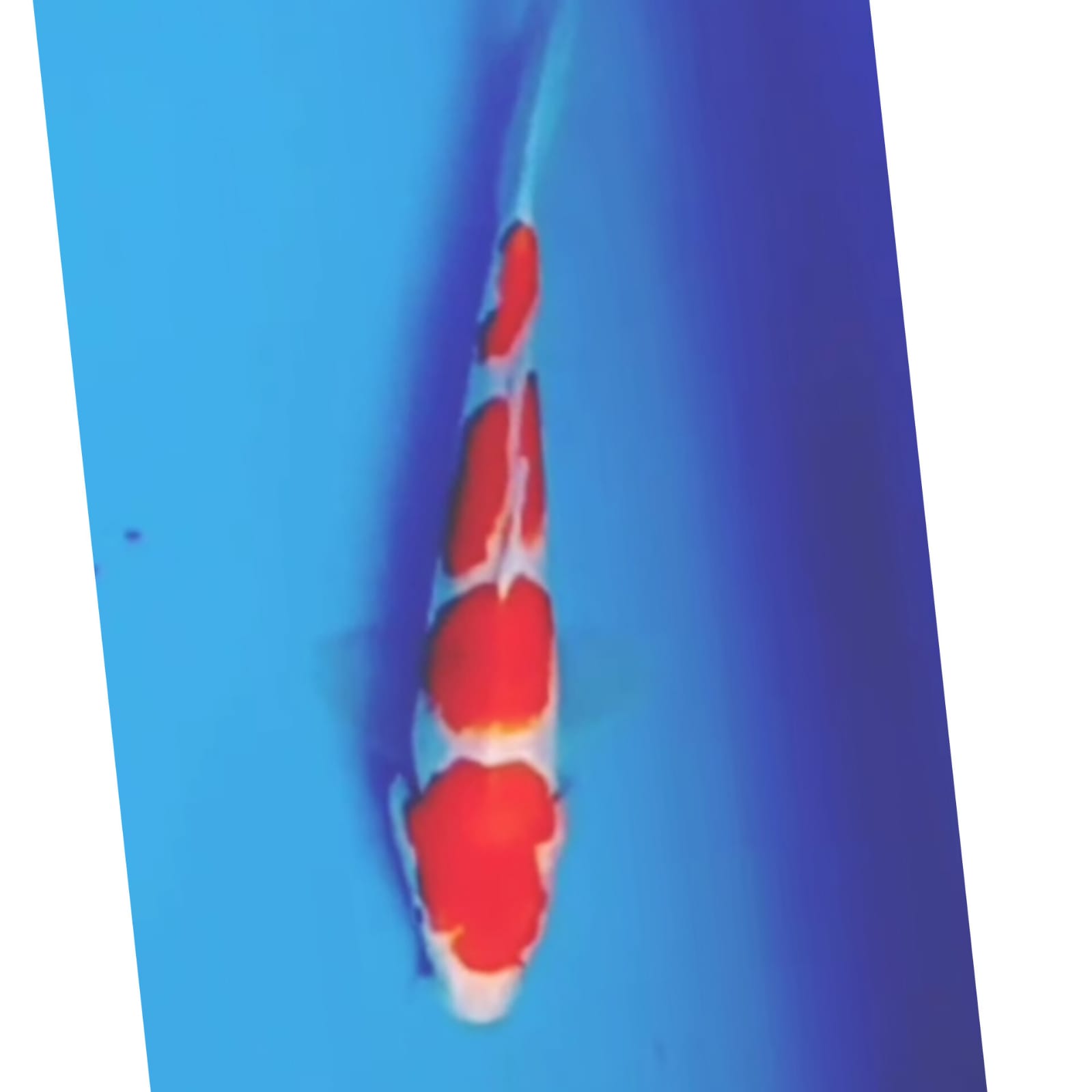 KOHAKU STEP MALE ISTIMEWA LOKASI BOJONEGORO 25cm