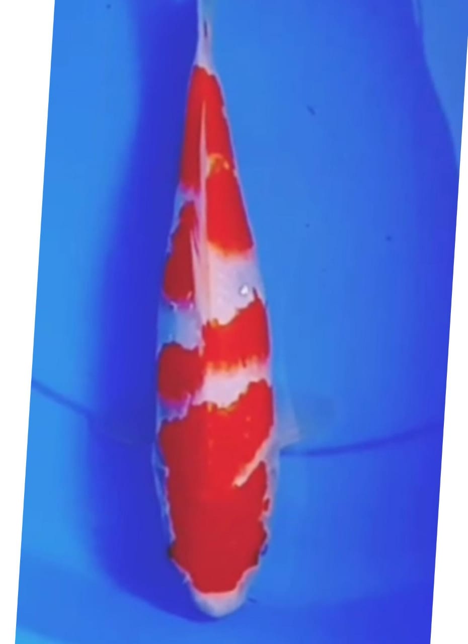 KOHAKU MERAH STRONG UNCHEK LOKASI BOJONEGORO 26cm