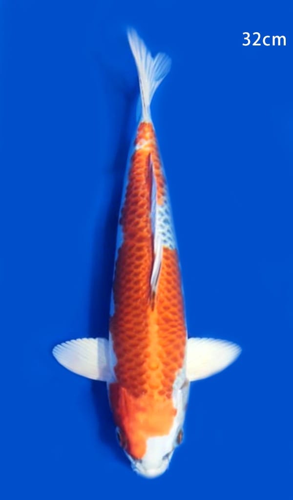 KUJAKU KONISHI 32cm