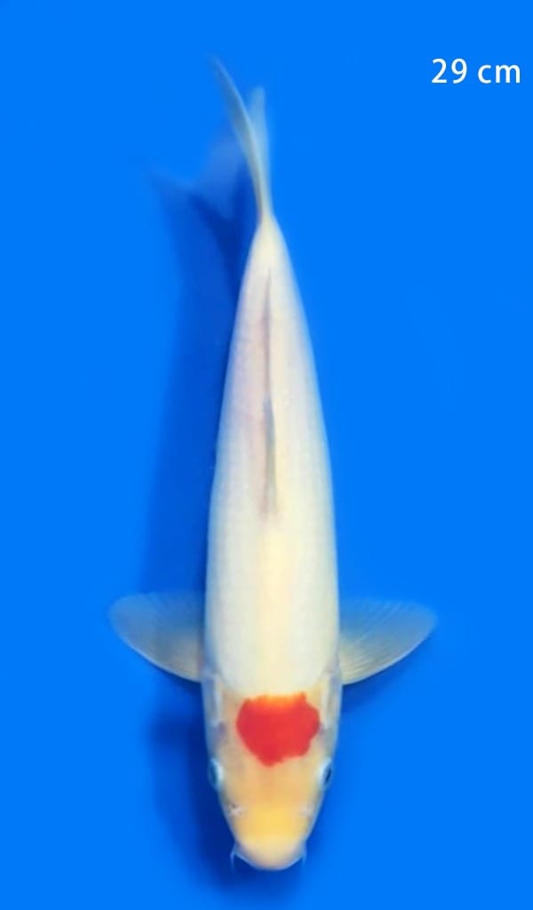 TANCHO MARUDO 29cm
