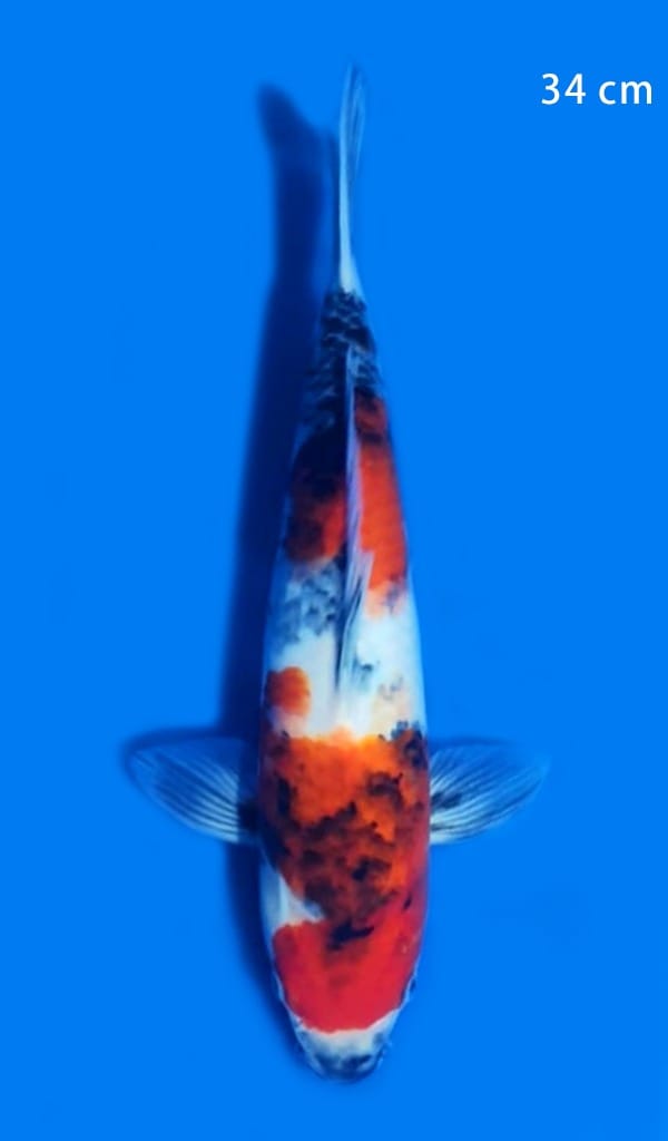 SHOWA ISA 34cm