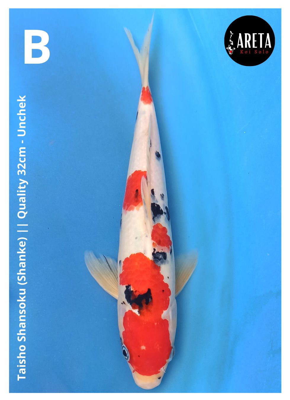 TAISHO SHANSOKU (SHANKE) || QUALITY 32cm