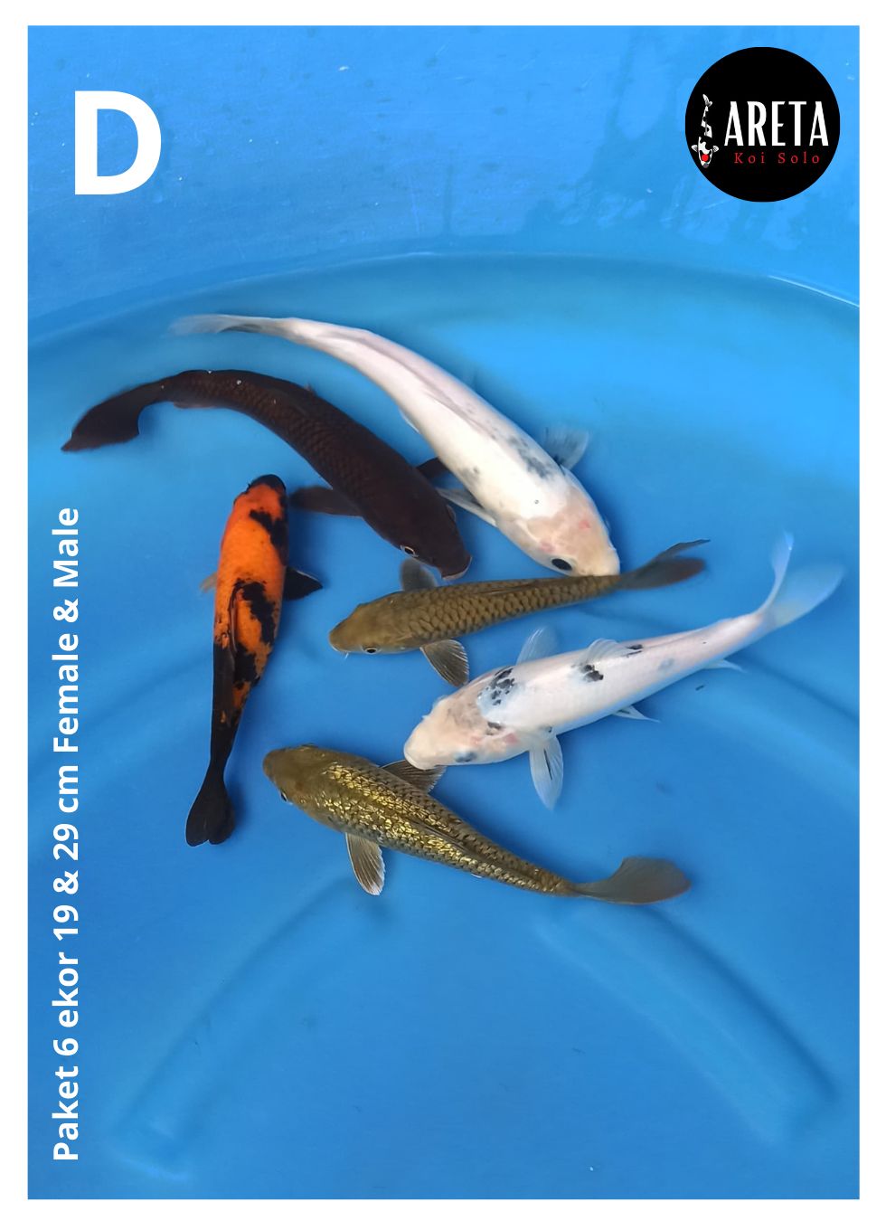 PAKET 6 EKOR 19 & 29cm FEMALE & MALE