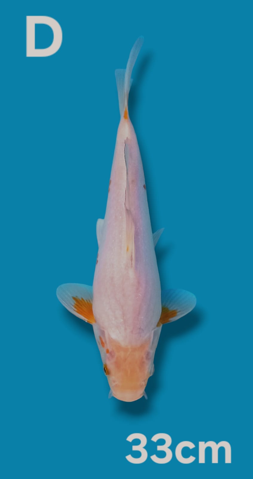 KOYO RASA ASAGI 33cm