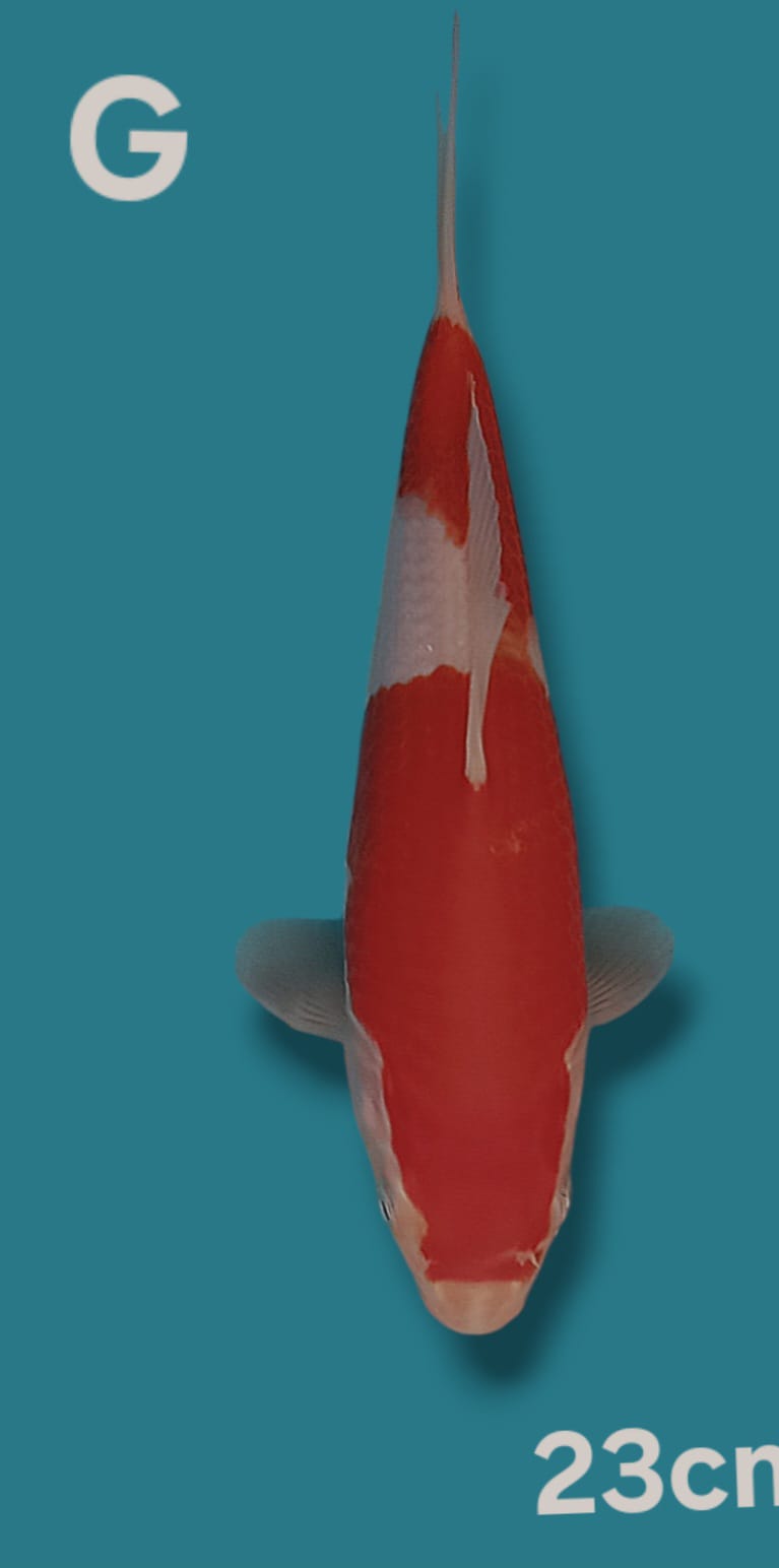 KOHAKU F1 SAKAI 23cm