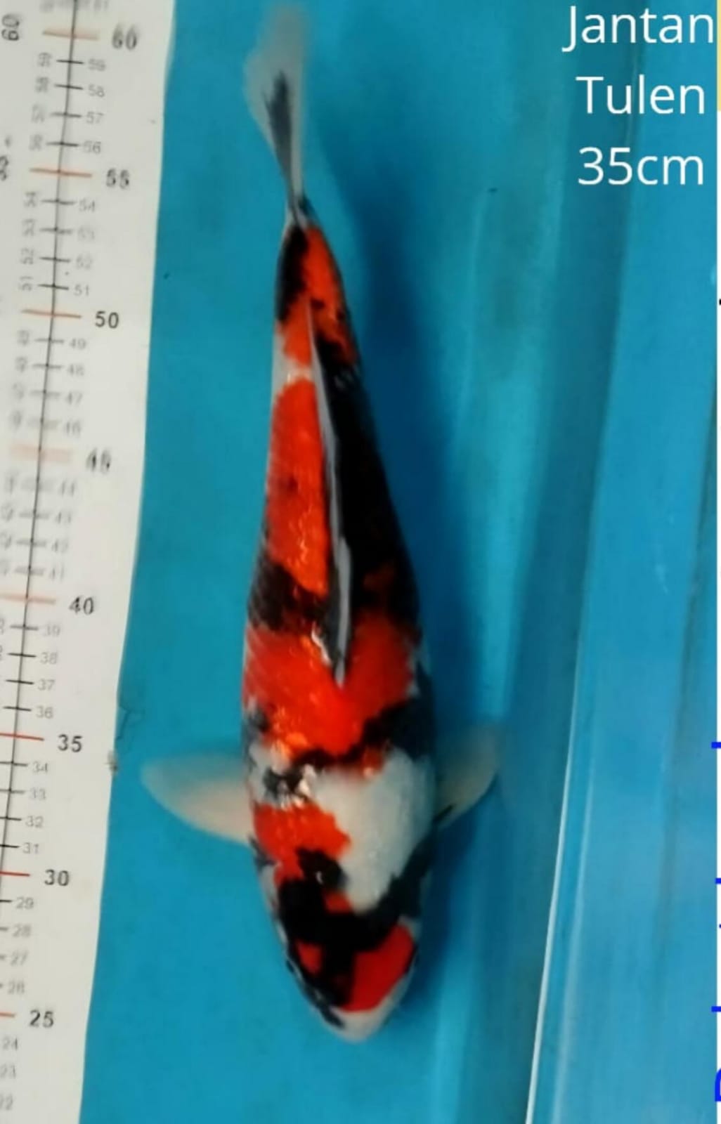 SHOWA GINRIN SQ ISTIMEWA MALE LOKASI DEPOK 35cm