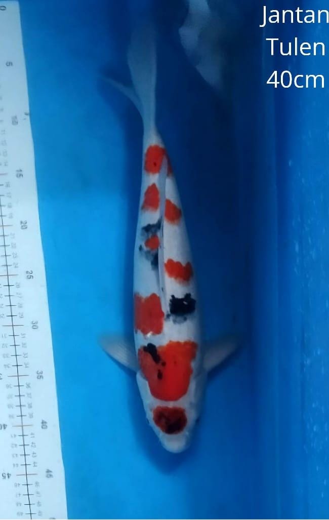 MARUTEN SHANKE MALE SQ JOS ISTIMEWA LOKASI DEPOK 40cm