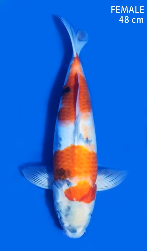 SHOWA ISA 48cm