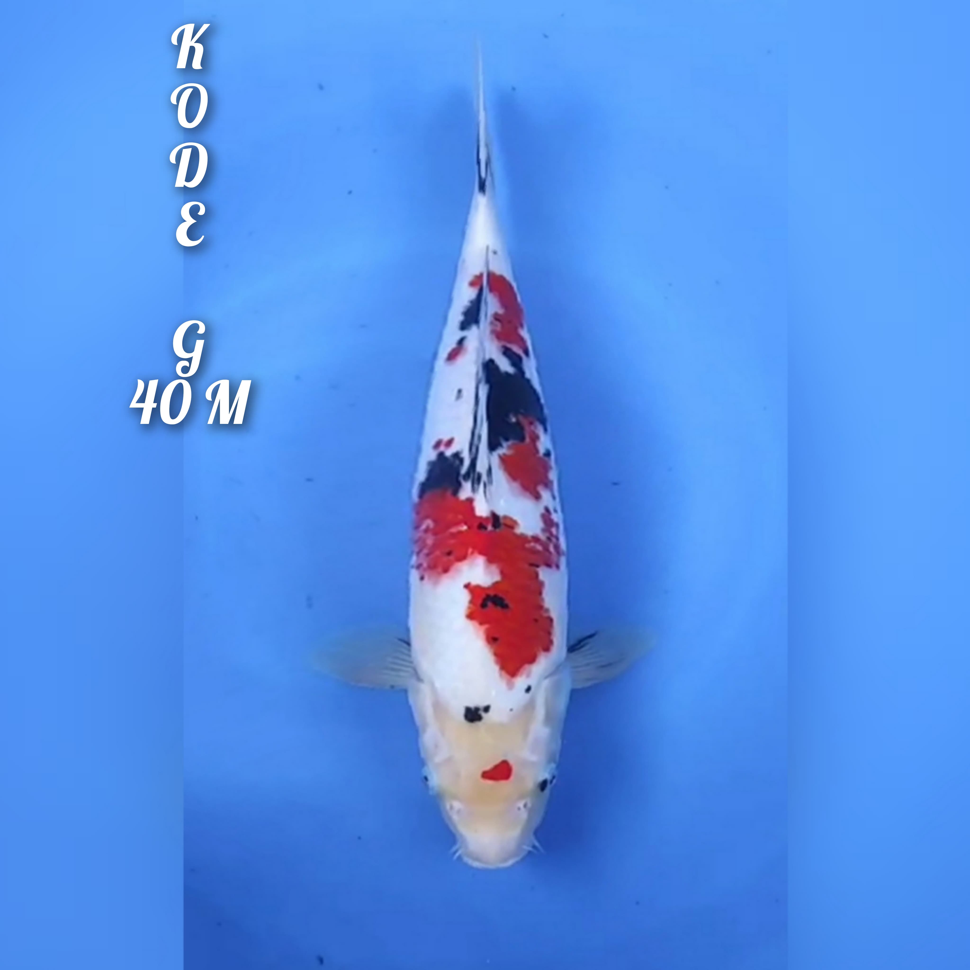 SANKE STRONG 40cm