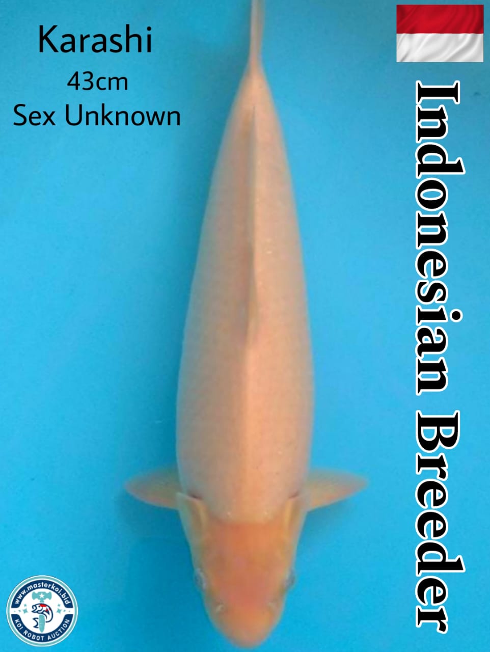 SUPERB KARASHI INDONESIAN BREEDER 43cm