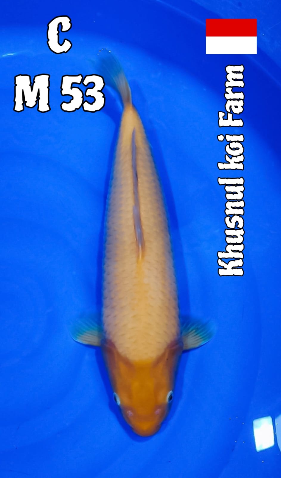 KARASI 53cm