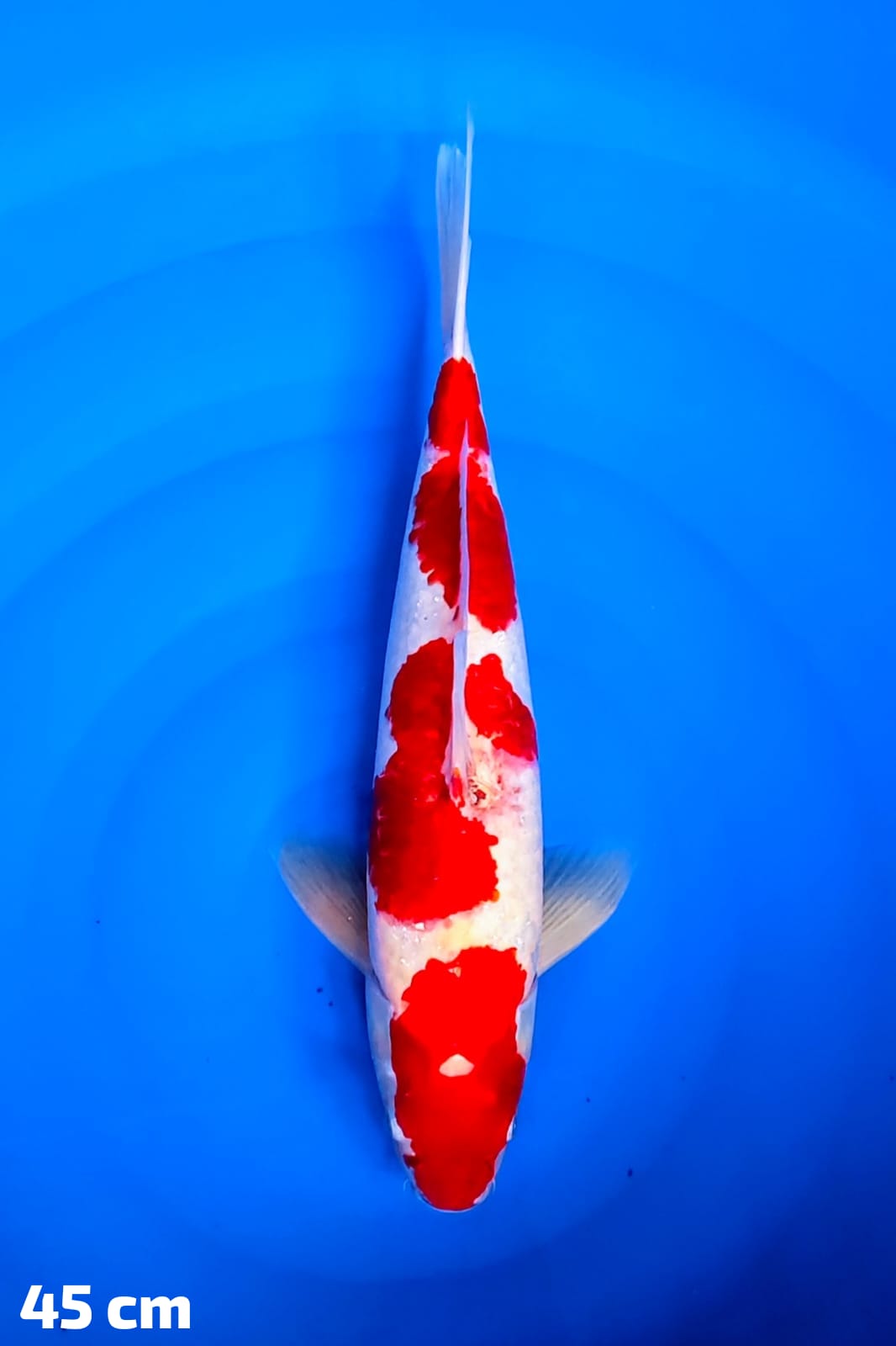 KOHAKU 45cm