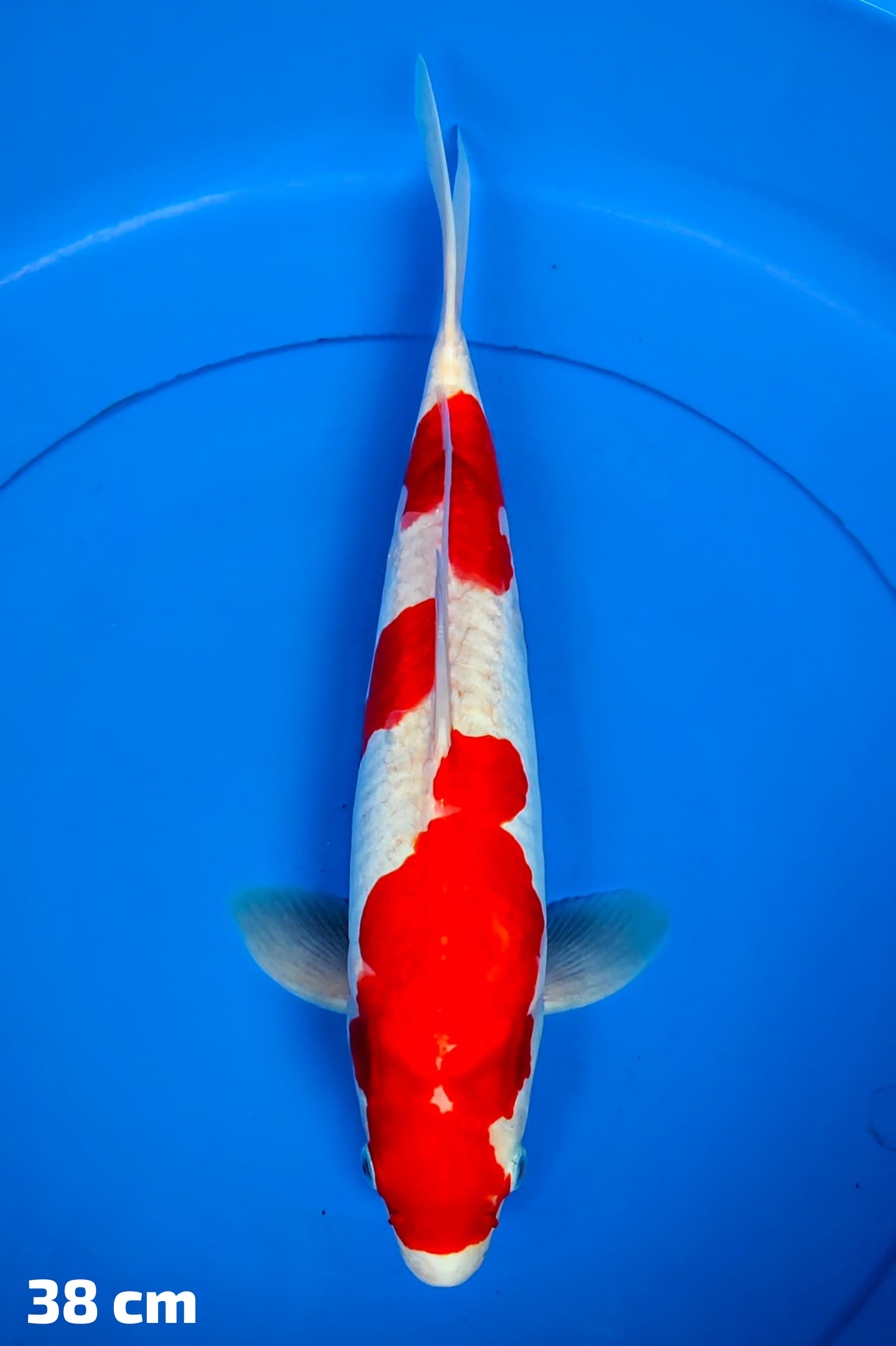 KOHAKU DOITSU 38cm