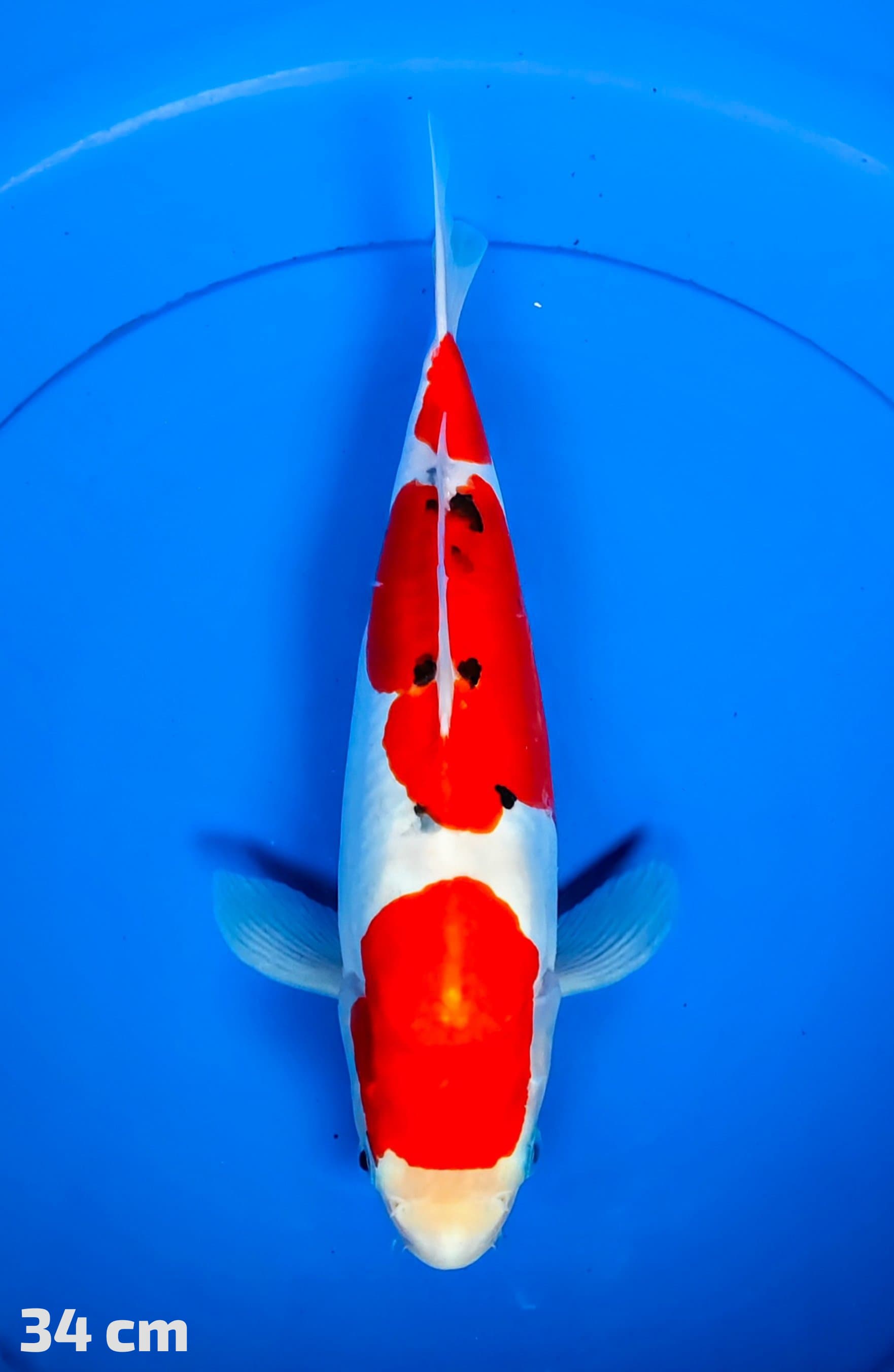 SANKE DOITSU 34cm