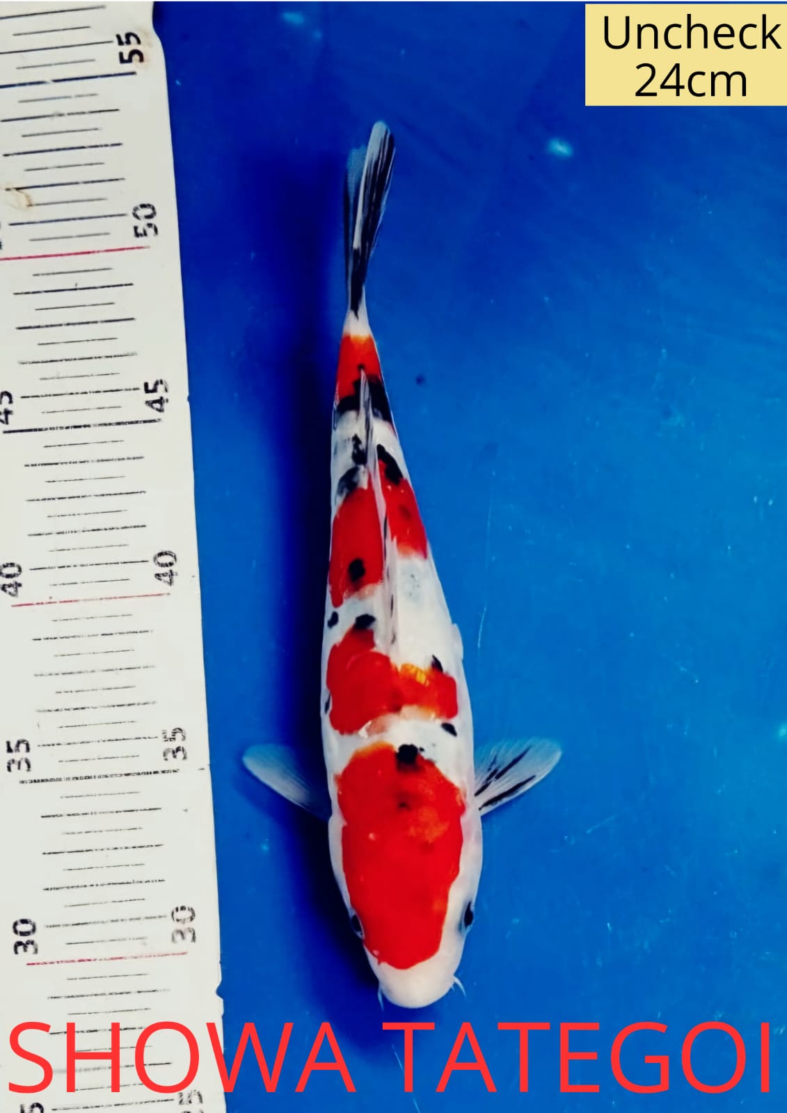 SHOWA TATEGOI LOKASI DEPOK 24cm