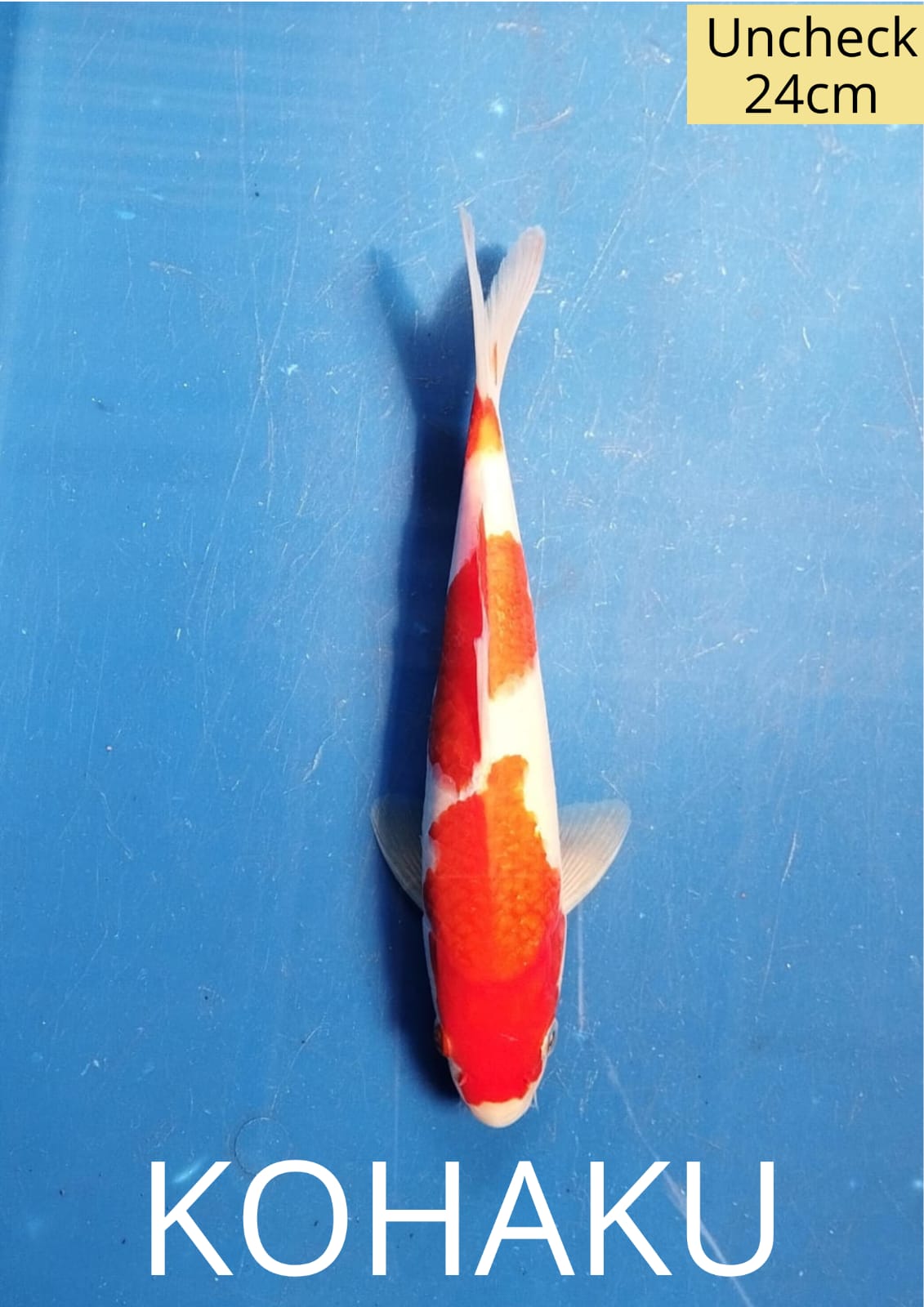 KOHAKU ORIGINAL LOKASI DEPOK 24cm