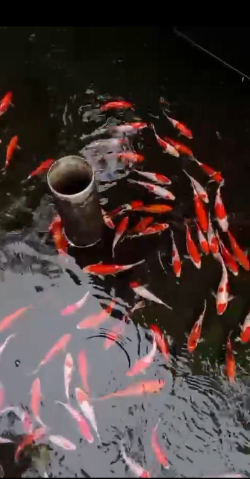 LLG PKT BORONGAN KOLAM 130 EKOR MIX KOHAKU SHANKE DOIT SISIK DOMINAN DOIT LOKASI TULUNGAGUNG 1320cm RATA2 1718cm